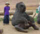 Chiang Mai elephant sitting.jpg (23001 bytes)