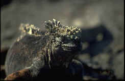 Galapagos - marine iguana.jpg (13185 bytes)