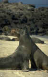 Galapagos - sea lions necking.jpg (15074 bytes)