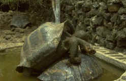 Galapagos - tortoises.jpg (20802 bytes)