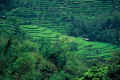 Terraced rice paddies on Bali hillside.