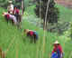 Lisu people in rice field.jpg (27400 bytes)