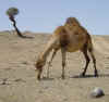 Oman camel on dry hillside.jpg (18324 bytes)