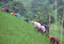 Thailand Ching Mai farmers on hillside.jpg (20694 bytes)