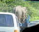 Thailand elephant on truck.jpg (18935 bytes)